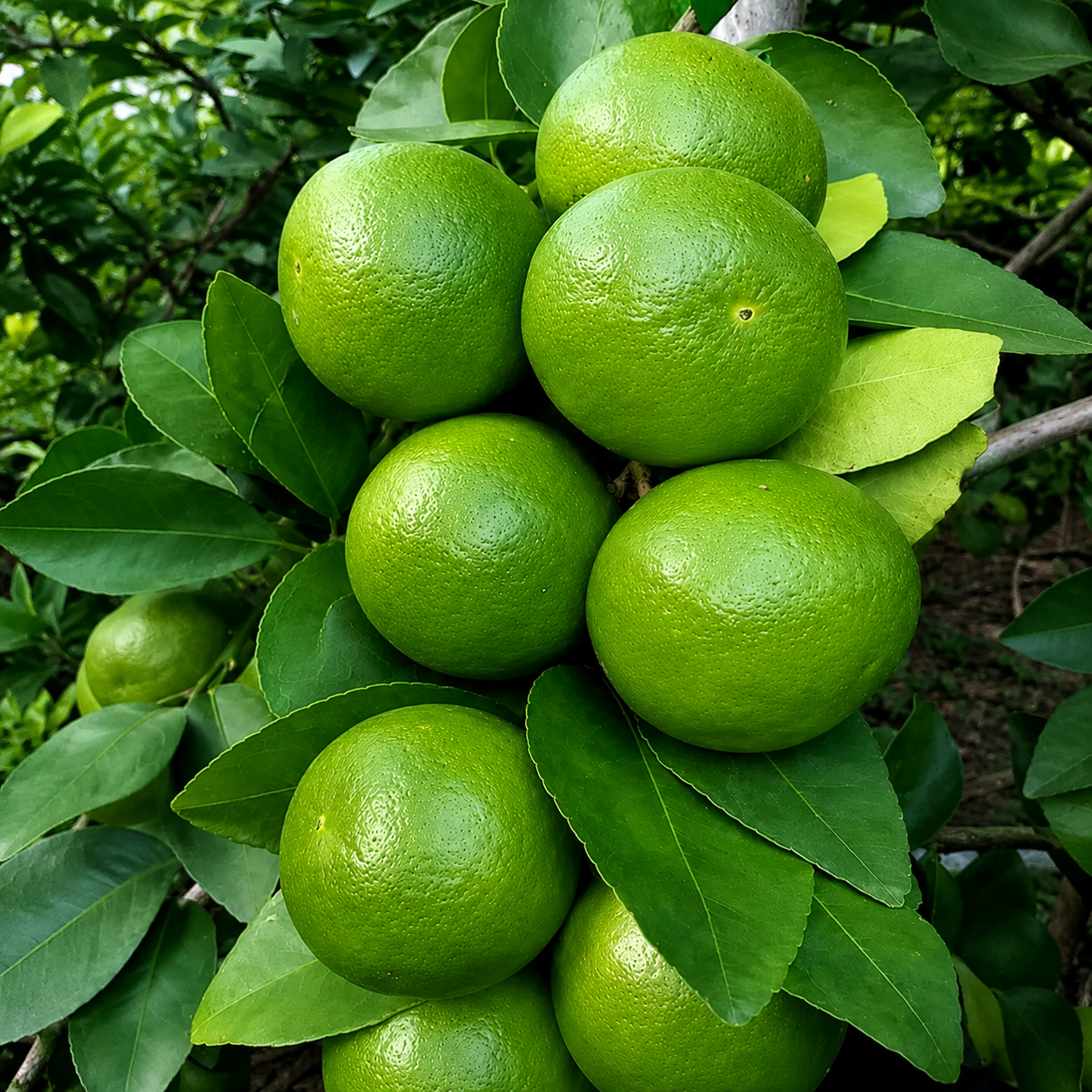 Fresh Lemon
